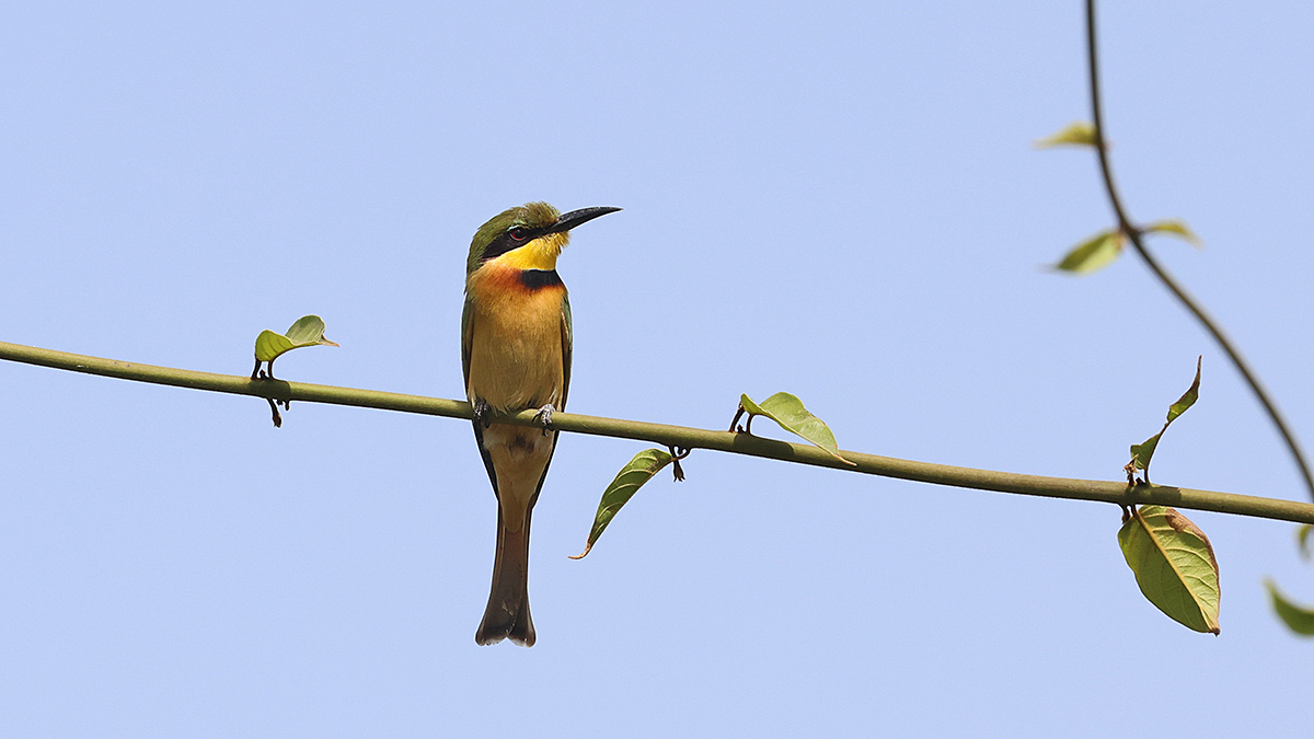 Little Bee-eater
